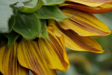 nodding sunflower